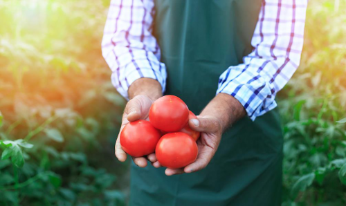 卖西红柿买三套房 创富金融闷声发财