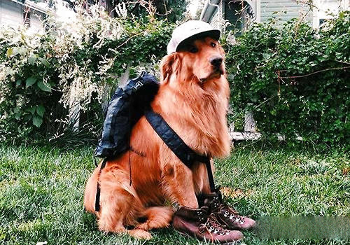 派川PET TRAVEL宠物托运：带宠物去荷兰