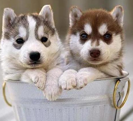 宝路幼犬狗粮专业设计为狗狗成长添动力