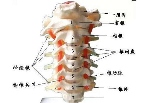 氨糖补充椎间盘营养，预防颈椎管狭窄