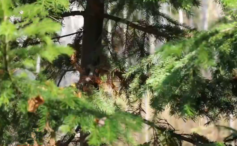 杨波：应对老龄健康挑战 西伯利亚冷杉精华迎来发展契机