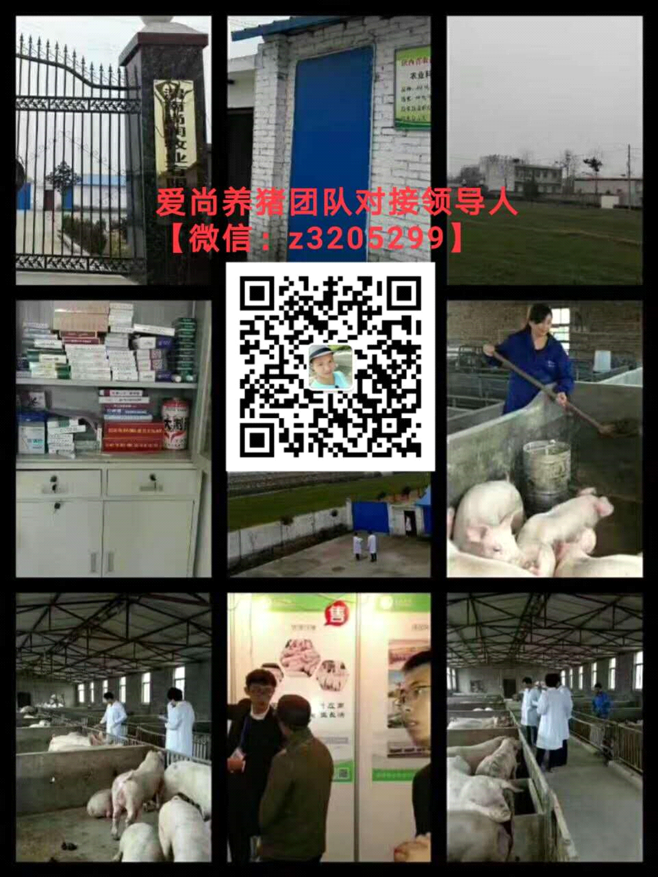 爱尚养猪平台创业模式靠谱吗？需要投资多少钱