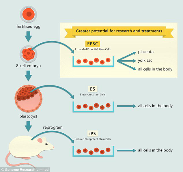 英国剑桥研发出超潜能干细胞，引发医学界轰动！