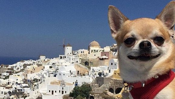 派川PET TRAVEL宠物托运:带宠物去迪拜