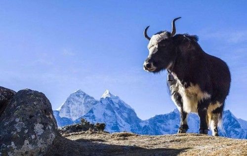 用匠心呵护健康 人民国肽牦牛骨肽礼盒装荣耀上市