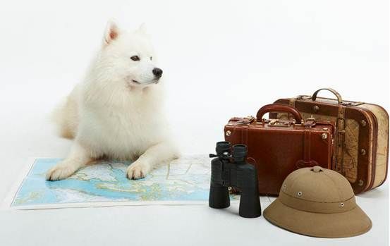 派川PET TRAVEL宠物托运：和宠物一起享受美好假期