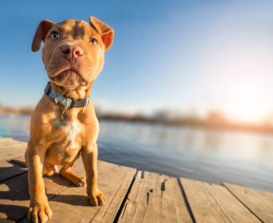 RELO PET IMMIGRANT：带宠物环游世界