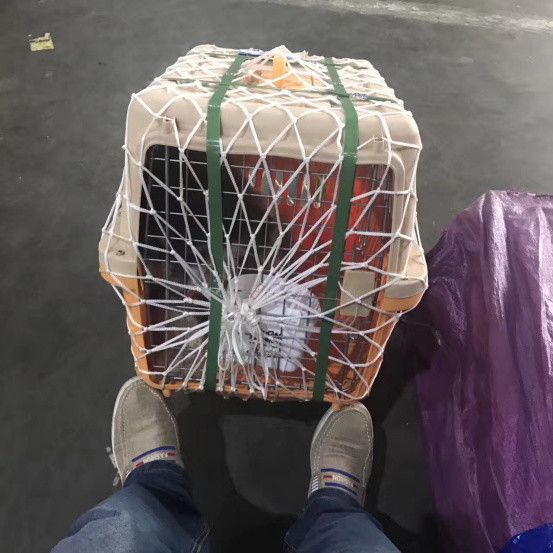 YOUXIN PET 友鑫宠物托运：河北宠物托运