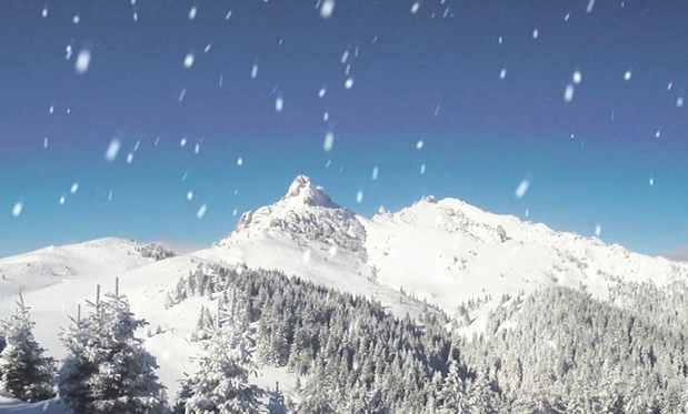 定义天然原生态 冷杉精华成俄罗斯健康产品新“名片”