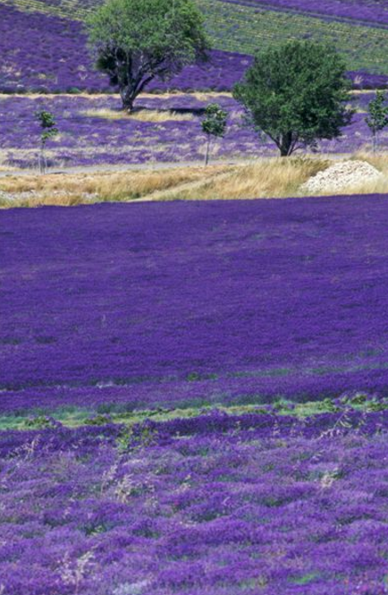 春舞枝集团在第十三届林博会大放异彩