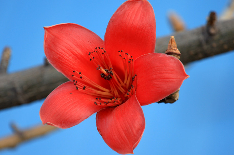 探访金三角经济特区，看木棉花新的明天