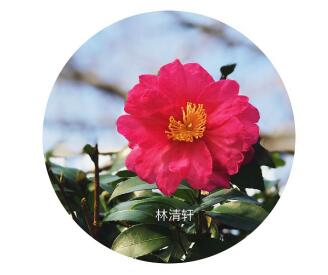 红山茶花：奉献之花，灼灼其华