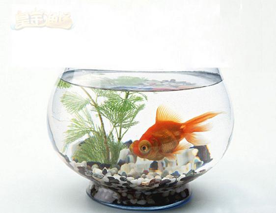 我觉得可以！随身水族馆「皇金渔场」，暖心参上！