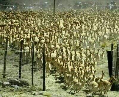 AVEC MOI 平衡菌群环境，祛除口臭！	