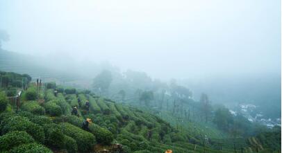 金诚道茶：金诚集团与好茶之人的四季之约