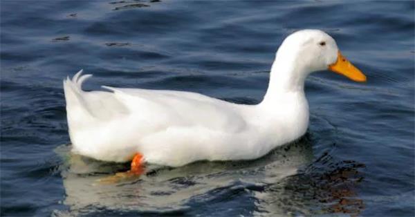  生态化发展：当大麦理财遇见世界鸭王