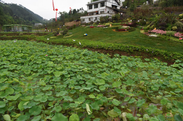 贵州仁怀今年又增四大乡村风景，往年已推出17大景点