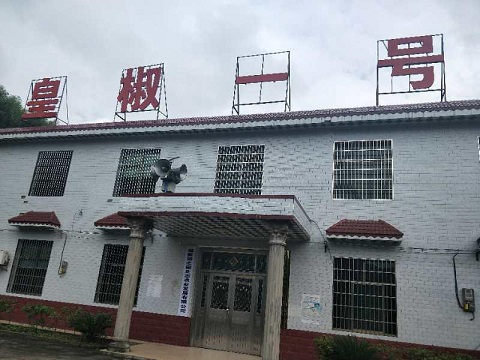 火红的皇椒一号，带来火红的日子